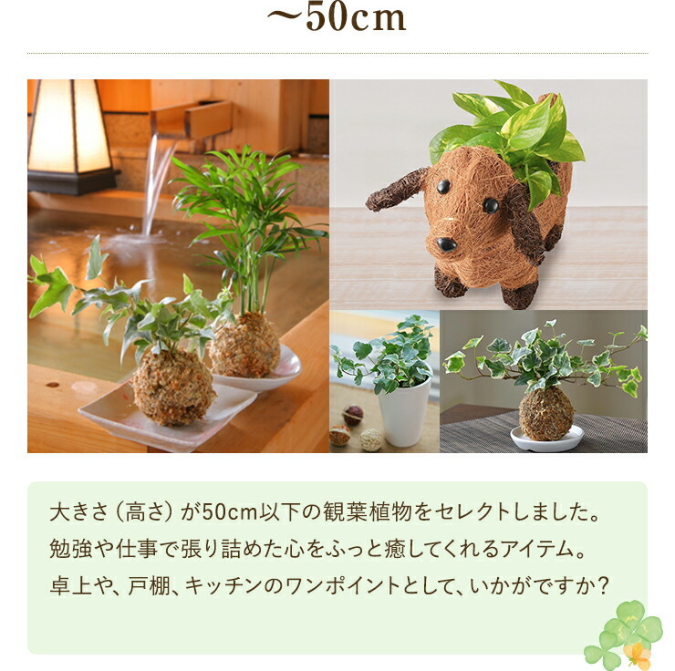 花のギフト社onlineshop 観葉植物 Yahoo ショッピング