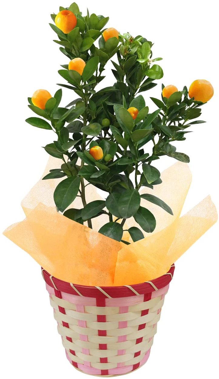 敬老の日 花 ギフト プレゼント 金柑 鉢植え きんかん キンカン 金柑の実 鉢花 花鉢 金柑の木 フラワーギフト プチマル 大実 寧波きんかん Yh1437 花のギフト社onlineshop 通販 Yahoo ショッピング 敬老の日 花 ギフト プレゼント 金柑 鉢植え きんかん キンカン 金柑の実 鉢花 花鉢 金柑の木 フラワーギフト プチマル 大実 寧波きんかん Yh1437 花のギフト社onlineshop 通販 Yahoo ショッピング