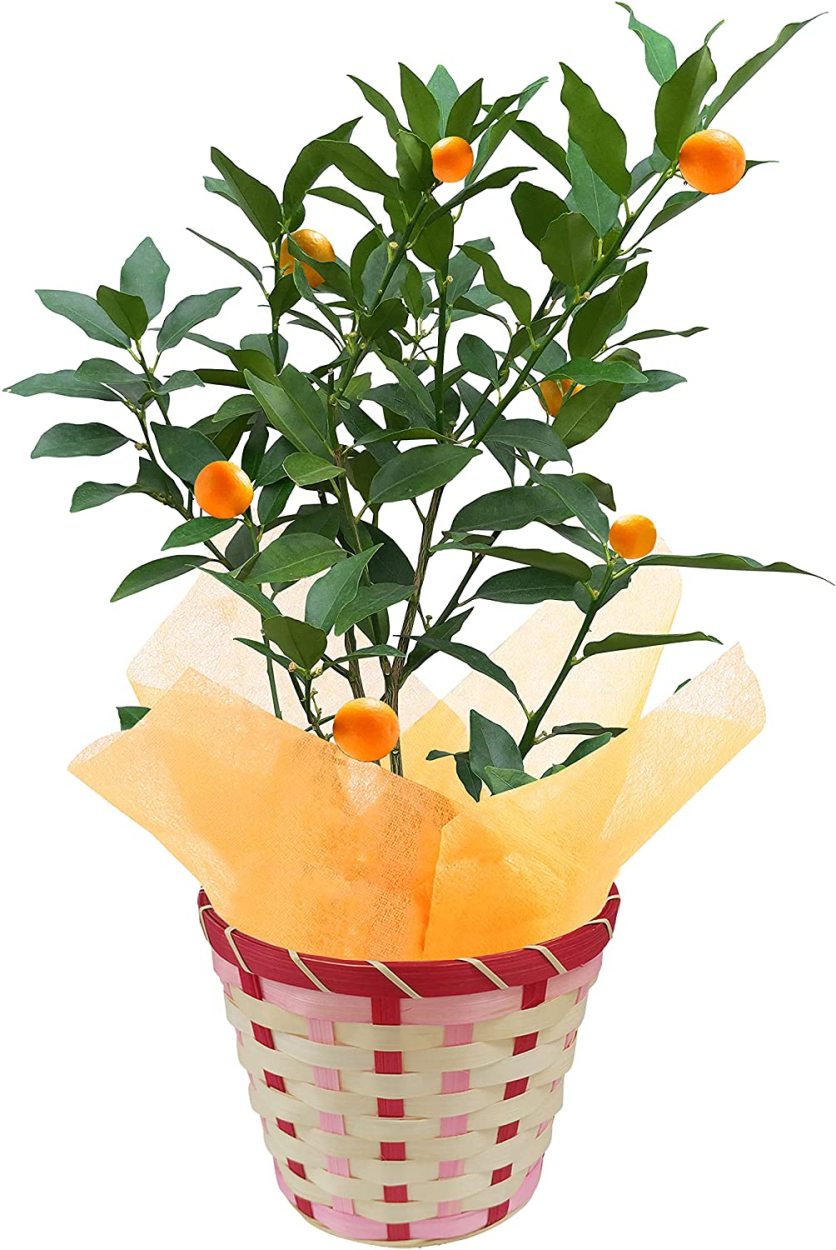 敬老の日 花 ギフト プレゼント 金柑 鉢植え きんかん キンカン 金柑の実 鉢花 花鉢 金柑の木 フラワーギフト プチマル 大実 寧波きんかん Yh1437 花のギフト社onlineshop 通販 Yahoo ショッピング 敬老の日 花 ギフト プレゼント 金柑 鉢植え きんかん キンカン 金柑の実 鉢花 花鉢 金柑の木 フラワーギフト プチマル 大実 寧波きんかん Yh1437 花のギフト社onlineshop 通販 Yahoo ショッピング