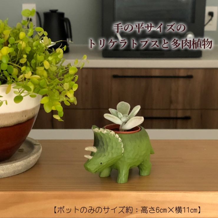 花のギフト社 多肉植物 鉢植え 多肉 トリケラトプス ティラノサウルス