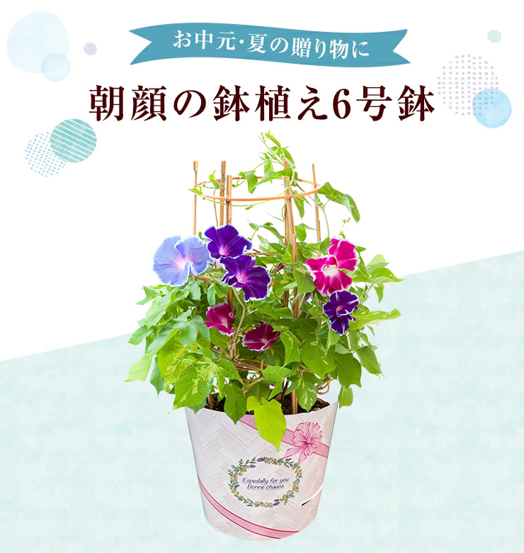 花のギフト社 朝顔 鉢植え 朝顔の鉢植え 朝顔鉢植え 朝顔市 鉢花 花鉢