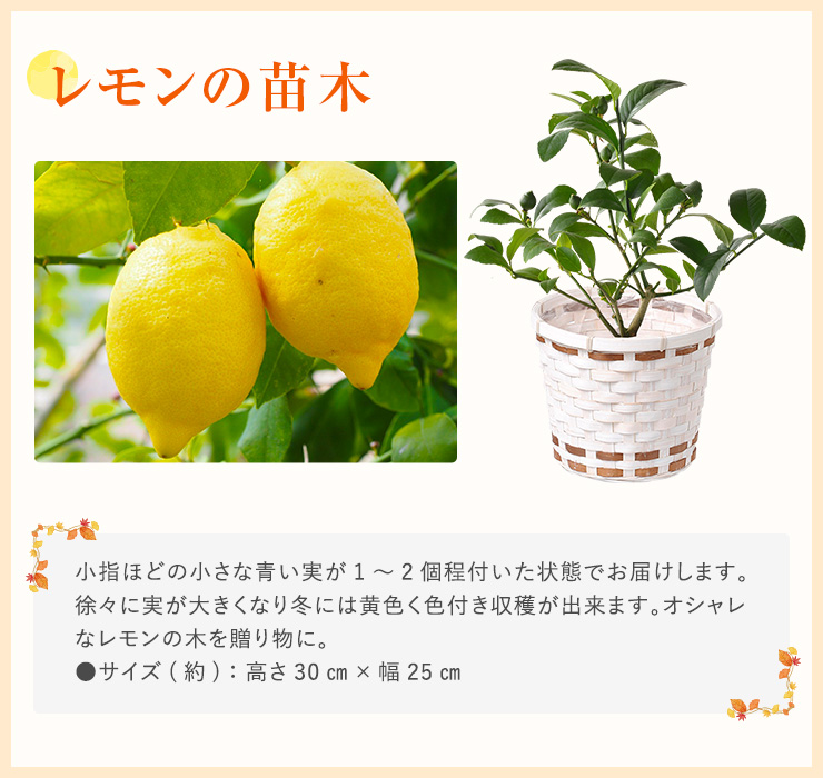 金柑 レモン キウイ 鉢植え きんかん 苗木 実付 花 ギフト プレゼント 