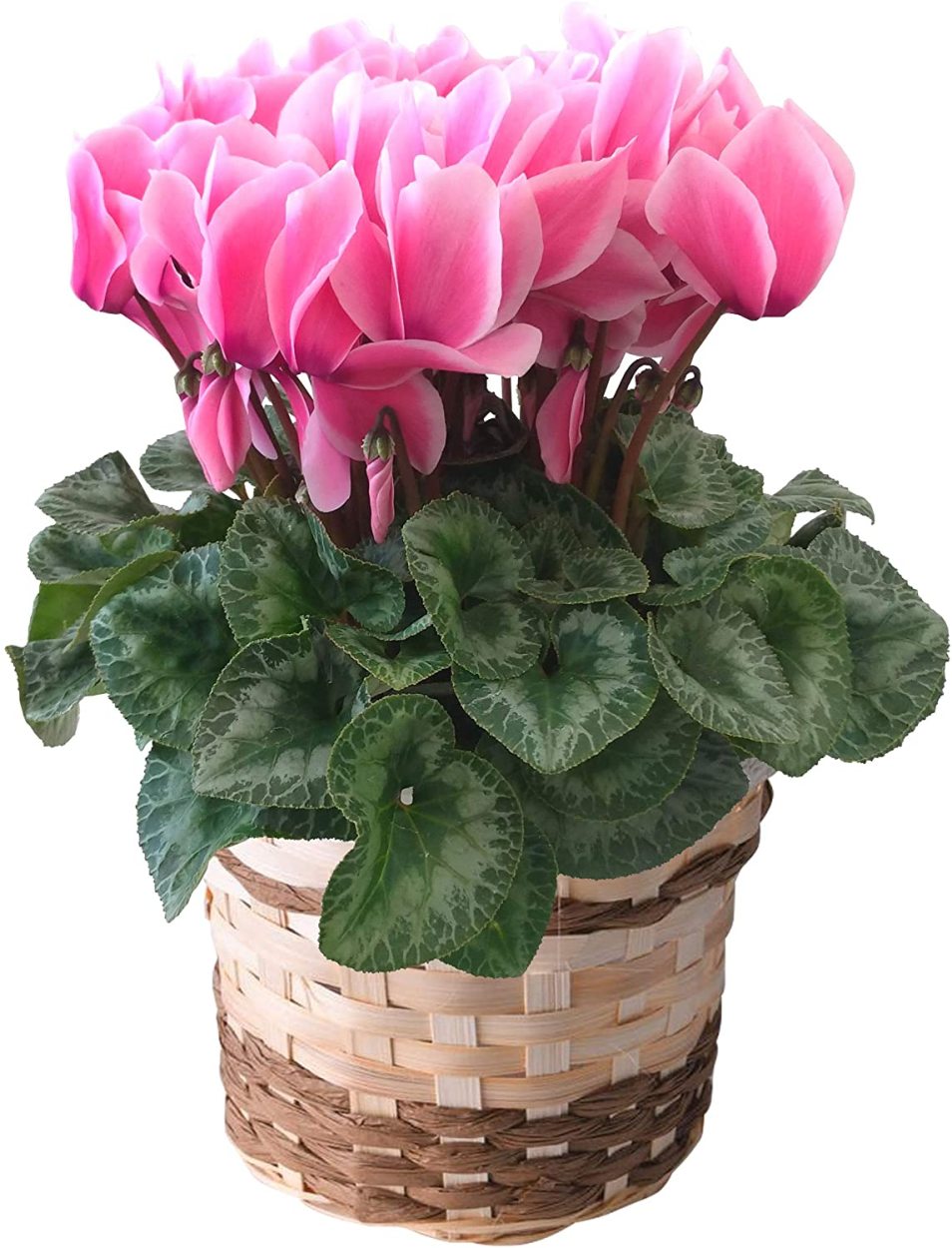 あすつく14時まで シクラメン 5号鉢 花 5種から選べる品種 お花 鉢植え 鉢花 花鉢 シクラメンの花 東北 関西送料無料 フラワーギフト お歳暮 誕生日 プレゼント Yh10 花のギフト社onlineshop 通販 Yahoo ショッピング