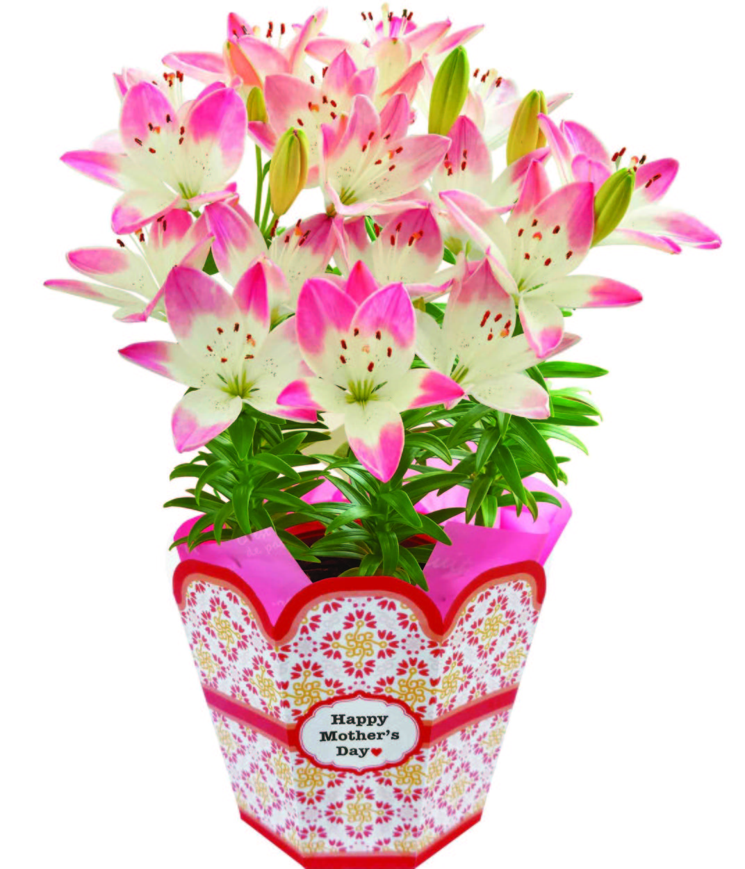 母の日 ギフト 鉢植え カーネーション 百合 マダガスカルジャスミン ダリア メリーベル 東北 関西送料無料 9種類から選べる 花のギフト社 花のギフト社onlineshop 通販 Yahoo ショッピング