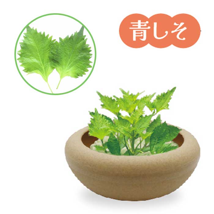 花の大和 プリムレア 野菜 栽培キット 4号鉢 全6品種 浅鉢 土いらず 手