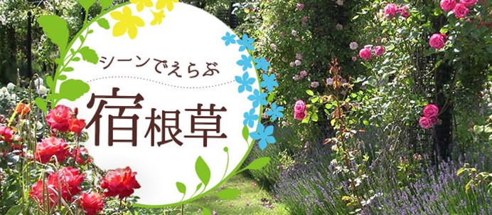 花の大和 ヤフー店 - Yahoo!ショッピング