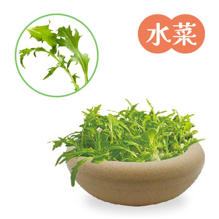 花の大和 プリムレア 野菜 栽培キット 4号鉢 全6品種 浅鉢 土いらず 手 