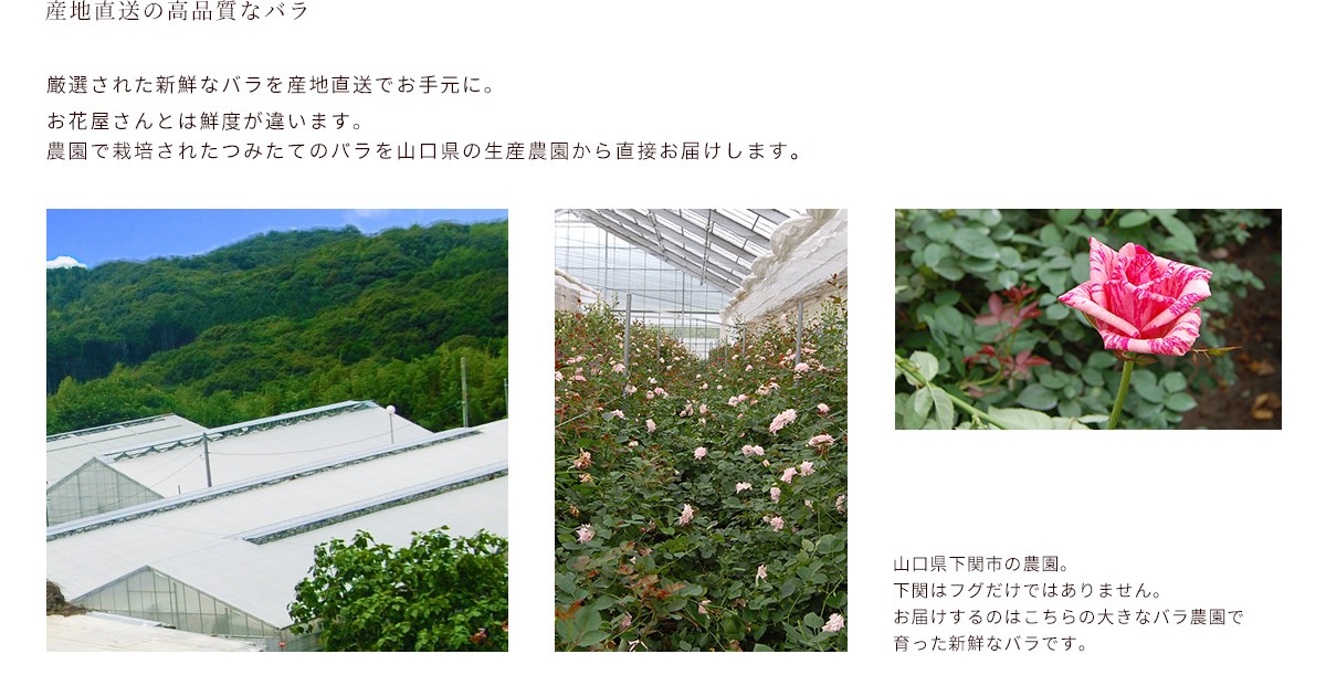 メッセージローズ　1輪　花びらにプリント