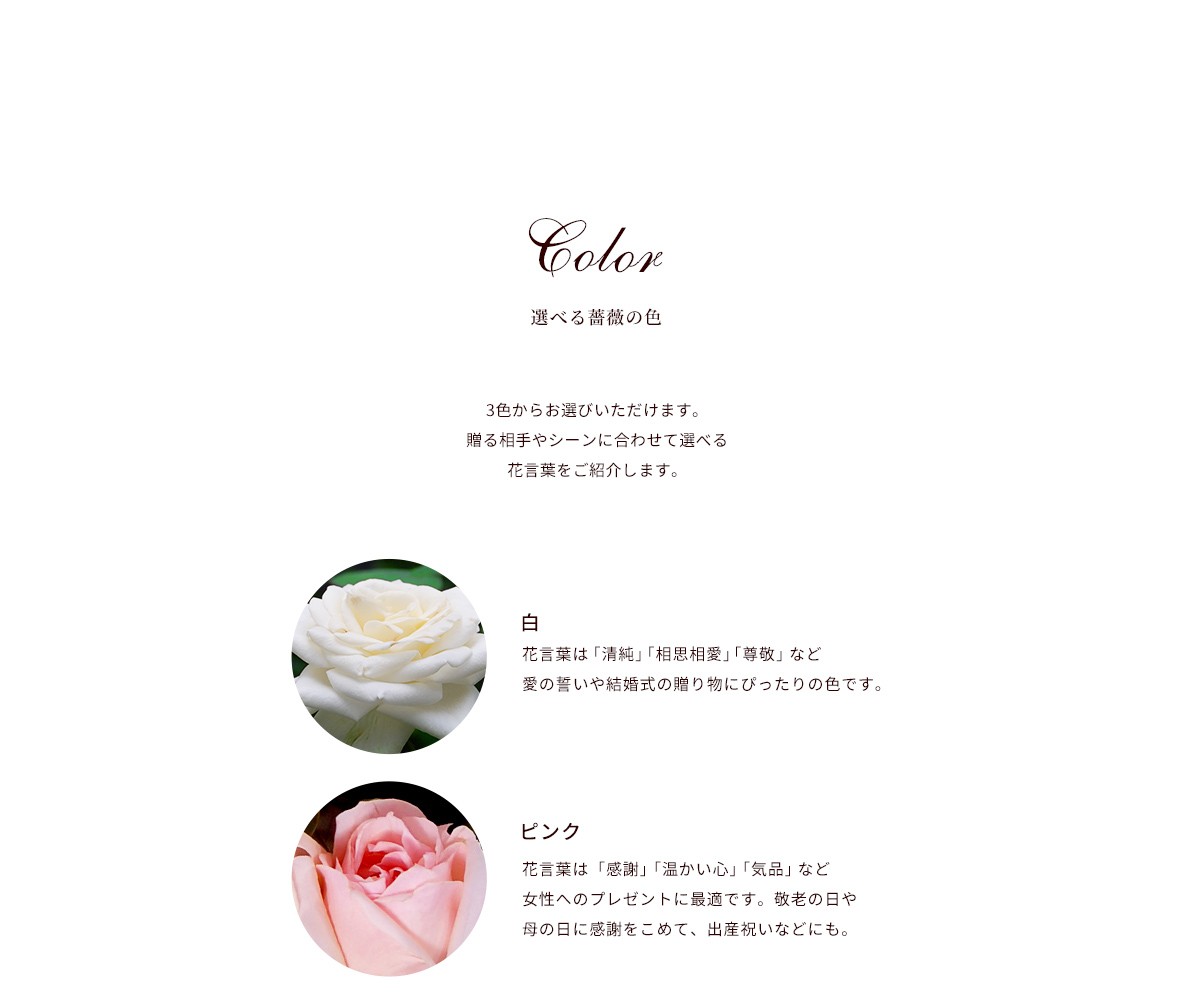メッセージローズ　1輪　花びらにプリント