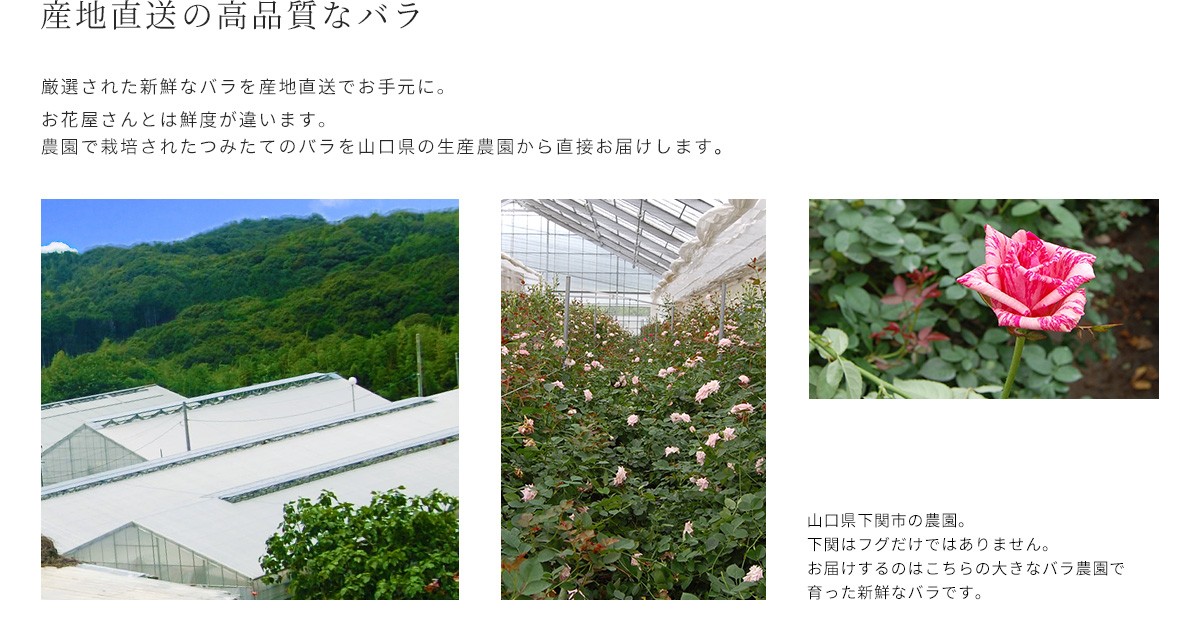 薔薇風呂セット61輪 送料無料 ちょっとリッチにゴージャスバラ風呂