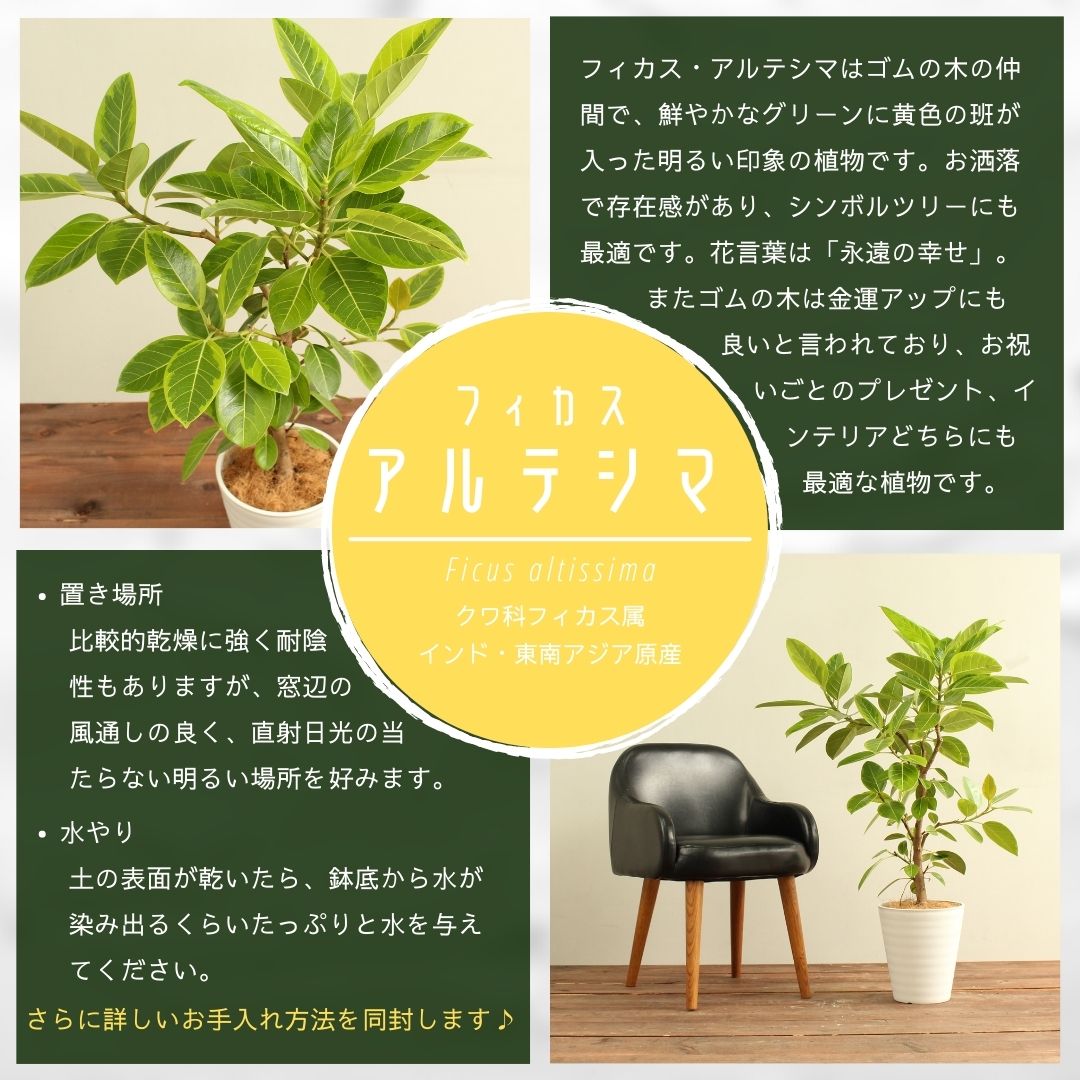 観葉植物 フィカス アルテシーマ 受け皿付 おしゃれ インテリア