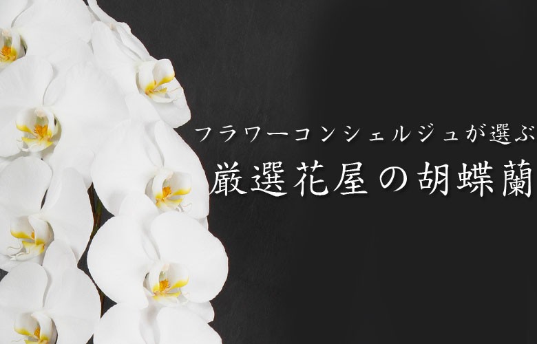 フラワーコンシェルジュが手渡しでお届けする胡蝶蘭