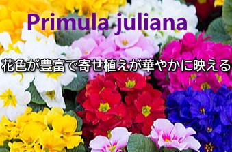 緑の風yamashoku ヤフー店 プリムラ ジュリアン まとめ売り 花物類 Yahoo ショッピング