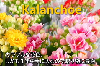 緑の風yamashoku ヤフー店 カランコエ まとめ売り 花物類 Yahoo ショッピング