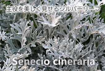 緑の風yamashoku ヤフー店 シロタエギク 白妙菊 まとめ売り ガーデン葉物類 Yahoo ショッピング