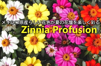 緑の風yamashoku ヤフー店 ジニア プロフュージョン 百日草 まとめ売り 花物類 Yahoo ショッピング