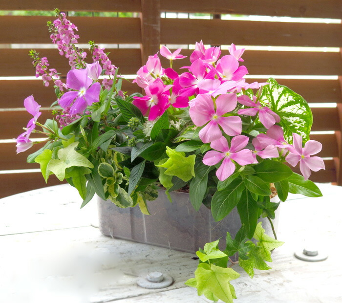 flower 『※フレーム・ボード別売』入れ替え交換用の寄せ植え [花はな