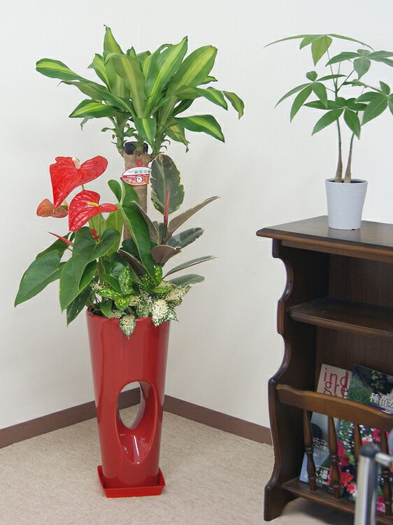 観葉植物 寄せ植え(幸福の木)7号穴高陶器鉢(白赤黒) 高さ約1.1m