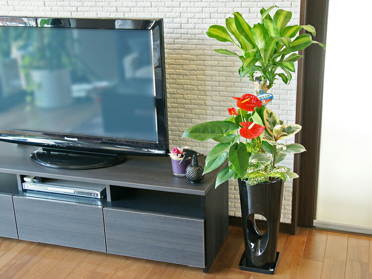 観葉植物 寄せ植え(幸福の木)7号穴高陶器鉢(白赤黒) 高さ約1.1m