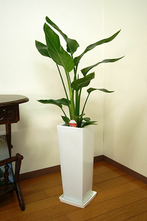 ストレチア　オーガスタ　7号　100cm オーガスタ 7号 | 観葉植物の通販ならHitoHana