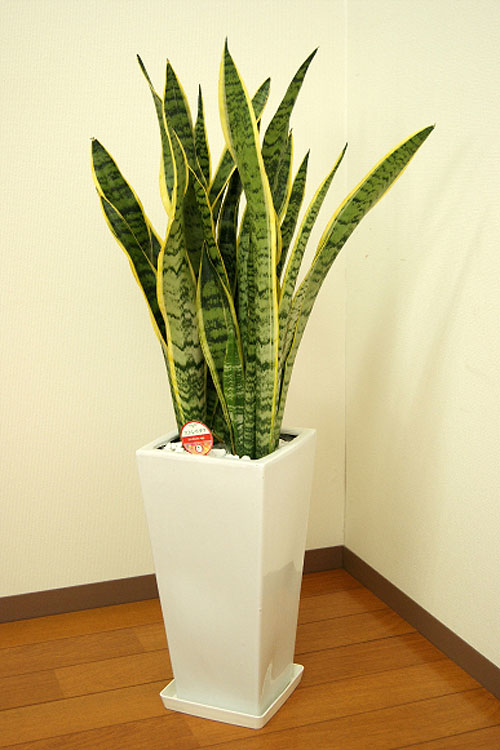 観葉植物 サンスベリア7号角高陶器鉢(白 黒) 高さ約85cm サンセベリア トラノオ 【sans07-0045 】開店祝い 新築祝い 引越祝い  送料無料