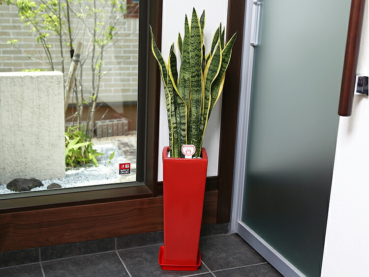 観葉植物 サンスベリア 7号 角陶器鉢スリム(白赤黒)高さ約95cm