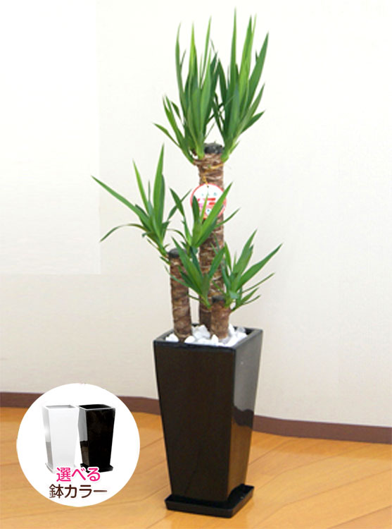 観葉植物 ユッカ(青年の木)7号角高陶器鉢(白黒)高さ約1.1m『kan-yucc07