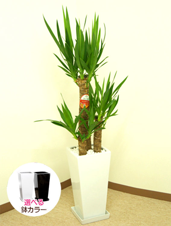 観葉植物 ユッカ(青年の木)7号角高陶器鉢(白黒)高さ約1.1m『kan-yucc07
