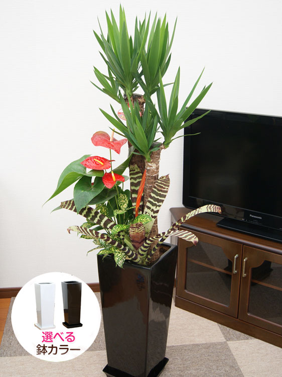 観葉植物 寄せ植え(ユッカ)8号角高陶器鉢|(白黒) 高さ約1.3mkan 観葉植物 寄せ植え(ユッカ)8号角高陶器鉢|(白黒) 高さ約1.3mkan