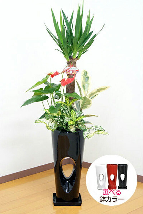 観葉植物 寄せ植え(ユッカ)7号穴高陶器鉢|(白赤黒) 高さ約1.1m kan