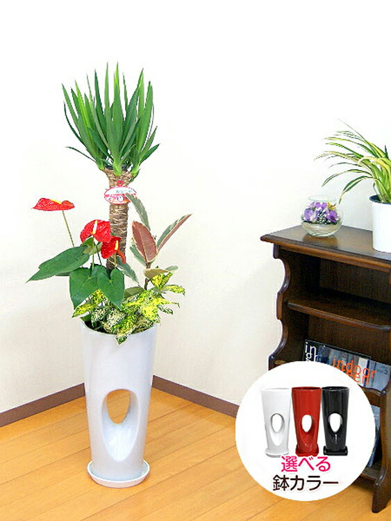 観葉植物 寄せ植え(ユッカ)7号穴高陶器鉢|(白赤黒) 高さ約1.1m kan