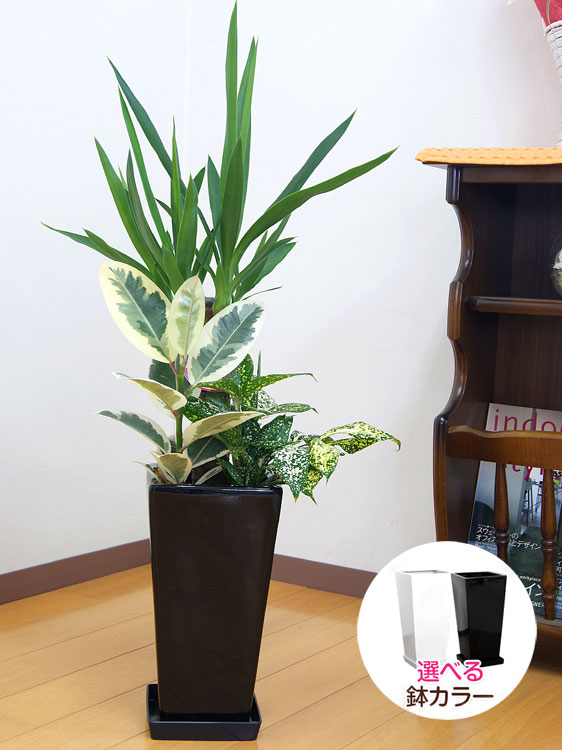 観葉植物 寄せ植え(ユッカ)6号角高陶器鉢|(白黒) 高さ約75cm『kan