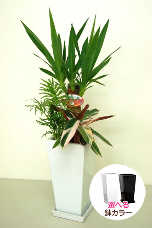 観葉植物 寄せ植え(ユッカ)6号角高陶器鉢|(白黒) 高さ約75cm『kan