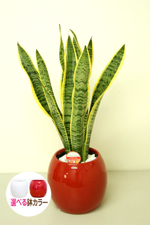 観葉植物 サンスベリア6号ボール陶器鉢(白赤) 高さ約60cm kan-sans06
