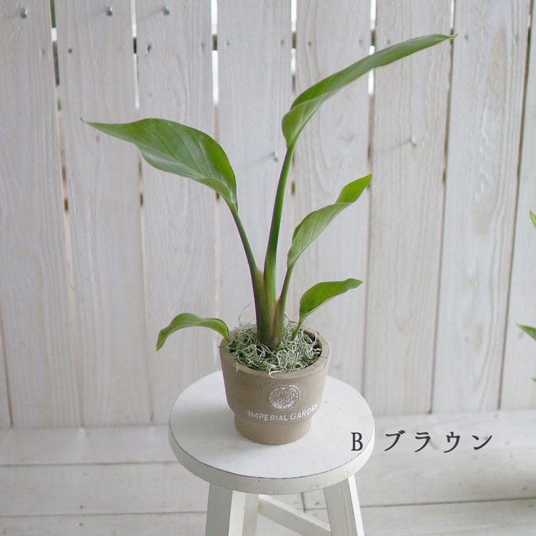 観葉植物　ストレチアオーガスタ　鉢あり 観葉植物 ストレリチア・オーガスタ4号 陶器鉢 高さ約35〜45cm kan
