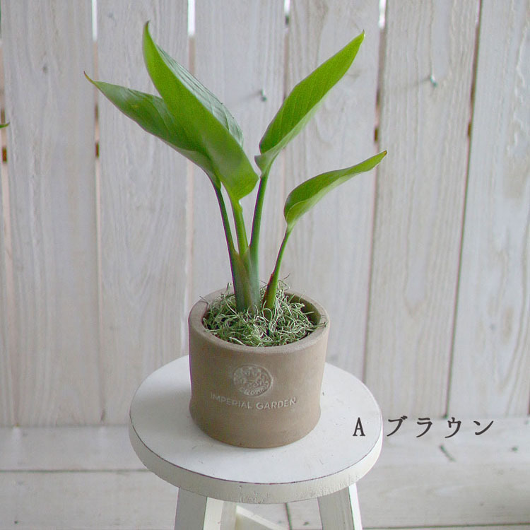観葉植物 ストレリチア・オーガスタ4号 陶器鉢 高さ約35〜45cm kan