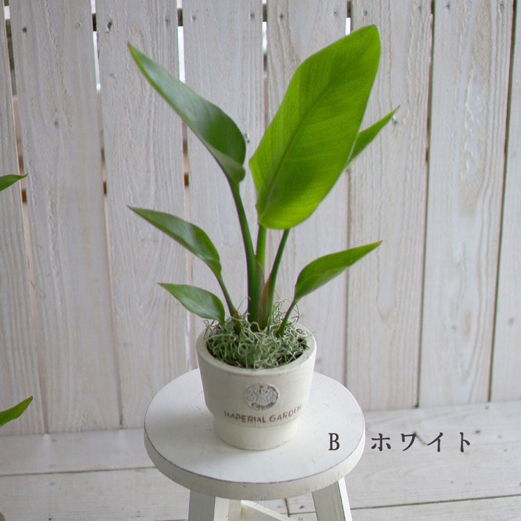 観葉植物 ストレリチア・オーガスタ4号 陶器鉢 高さ約35〜45cm kan