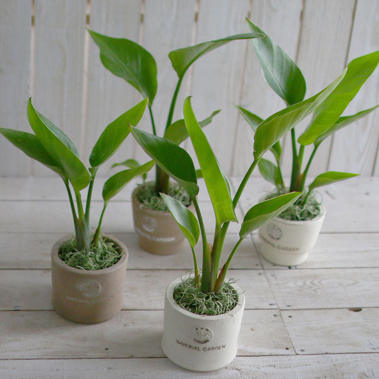 観葉植物　ストレチアオーガスタ　鉢あり 観葉植物 ストレリチア・オーガスタ4号 陶器鉢 高さ約35〜45cm kan