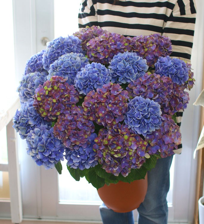 秋色アジサイ [品種：マジカルシリーズ マジカル ハイドランジア] 8号