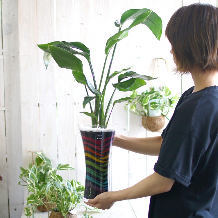 現品限り・売り尽くし 観葉植物 ストレリチア・オーガスタ ガラス鉢