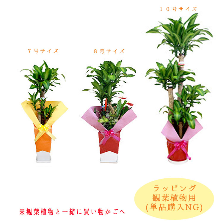 リュウビンタイ　7号角鉢　11 受け皿付き 楽天市場】【7角】プレミアローズセレクション【7号角深鉢】ロサ