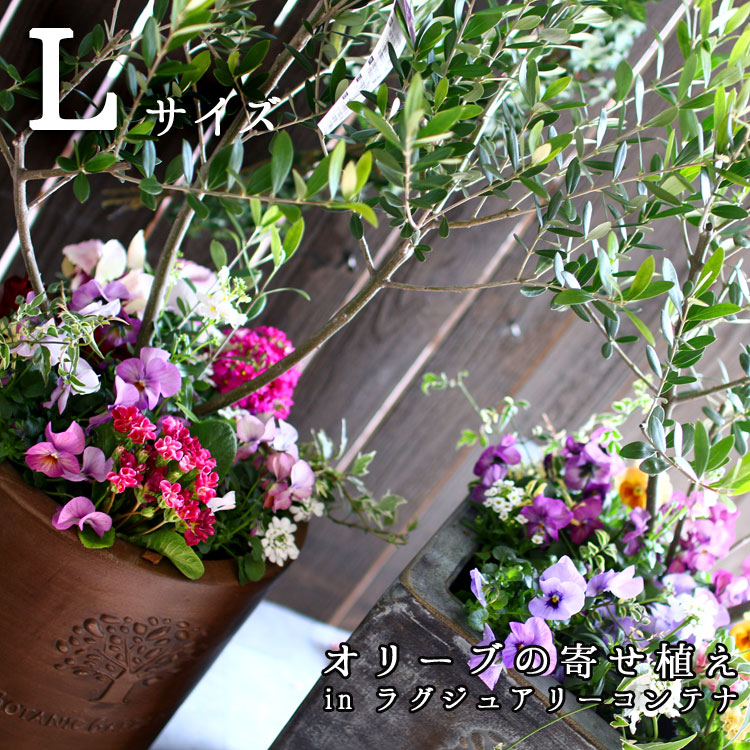 送料無料』花うるる オリーブの木 寄せ植え[ラグジュアリーコンテナ L