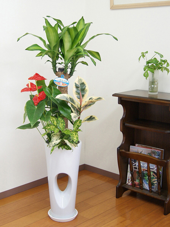 観葉植物 寄せ植え(幸福の木)7号穴高陶器鉢(白赤黒) 高さ約1.1m