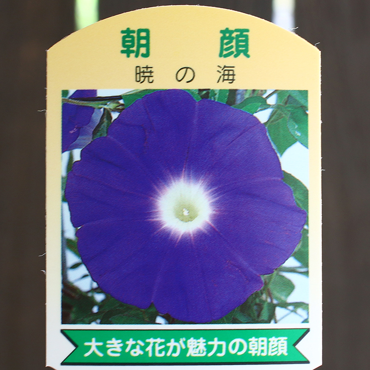 66%OFF!】 花の種（営利用）朝顔 西洋朝顔 ヘブンリー ブルー 1l タキイ種苗 通販
