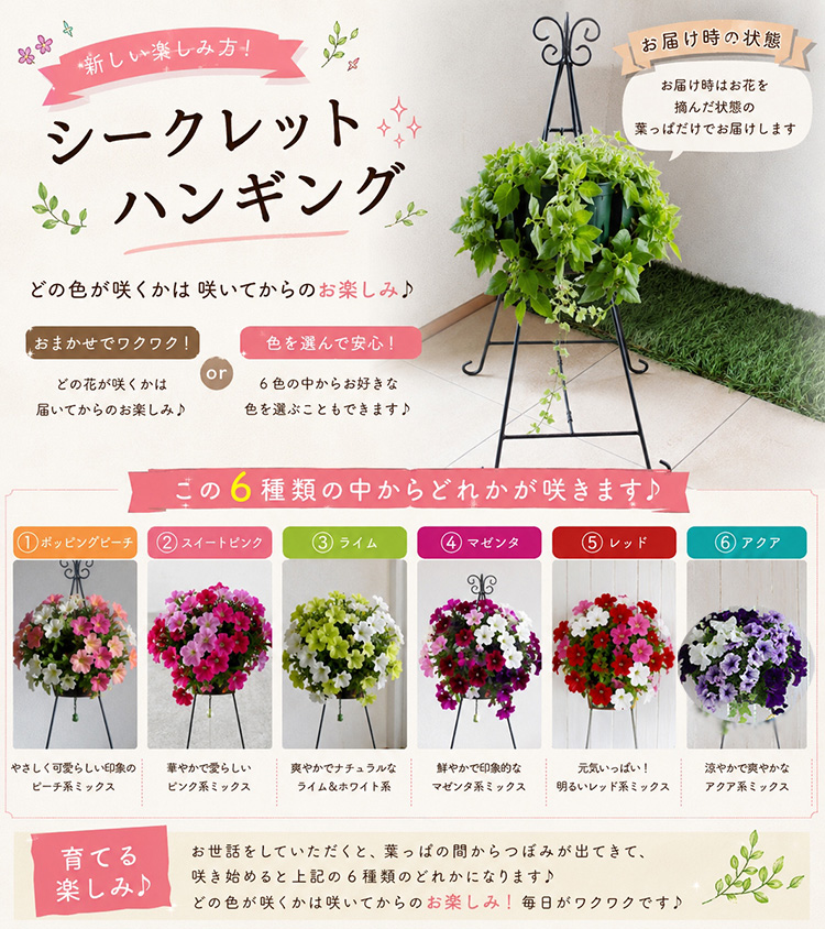 訳あり・売り尽くし／ペチュニアのハンギング 寄せ植え [シークレット