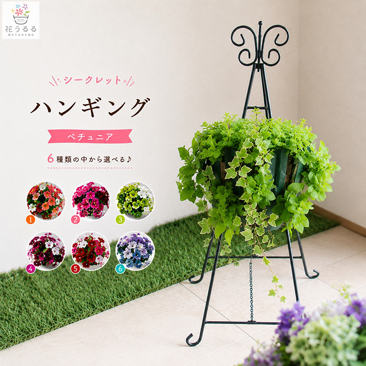 訳あり・売り尽くし／ペチュニアのハンギング 寄せ植え [シークレット