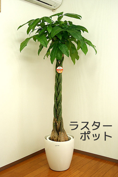 観葉植物 パキラ10号 選べる鉢カバー 2種 高さ約1.6〜1.7m