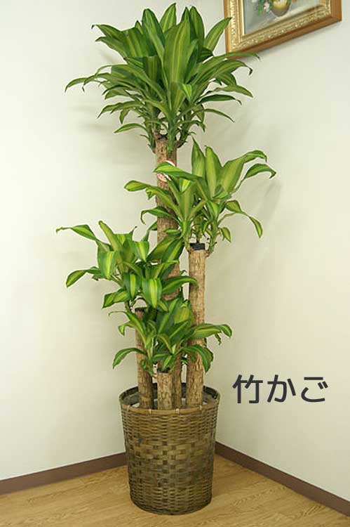 観葉植物 幸福の木10号 プラスチック鉢 選べる鉢カバー 2種 高さ約1.8m