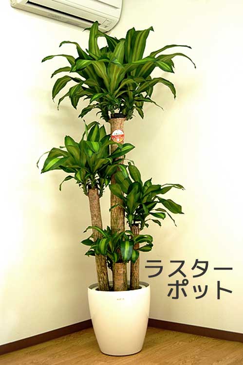 観葉植物 鉢 一式 トータル50万以上 g162003]【高さ85cm】Nature 光触媒人工観葉植物 オリーブ 観葉植物