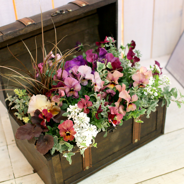 花うるる おまかせ／「季節の寄せ植えinトレジャーBOX(Mサイズ)」完成